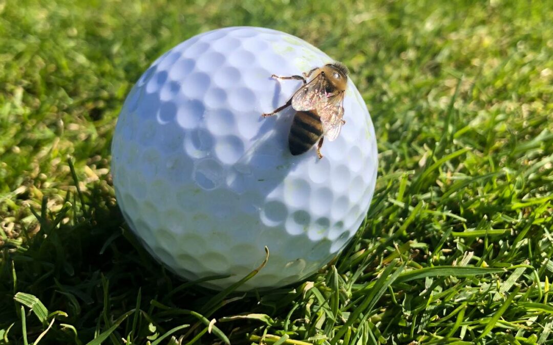 Abeille assurances Golf Trophy – 2024