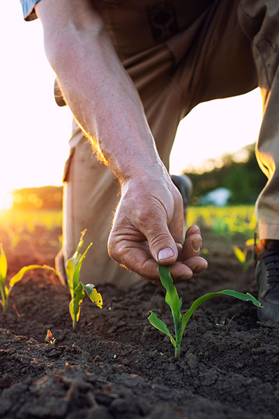 assurance agricole pour protéger les récoltes