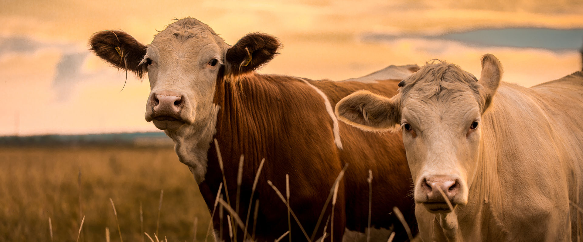 assurance agricole pour l'élevage