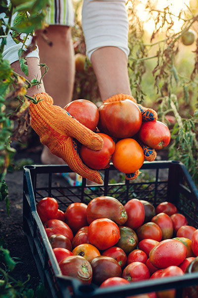 types d'assurances agricole